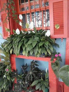 casazinha