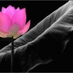 lotus e folha
